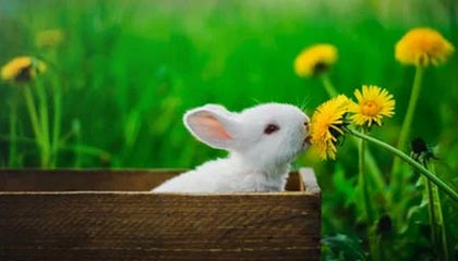 开云平台-韩国乒乓球队强势击败日本，马龙成关键先生—亚洲乒坛激战再升级